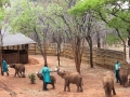 elephant_orphanage