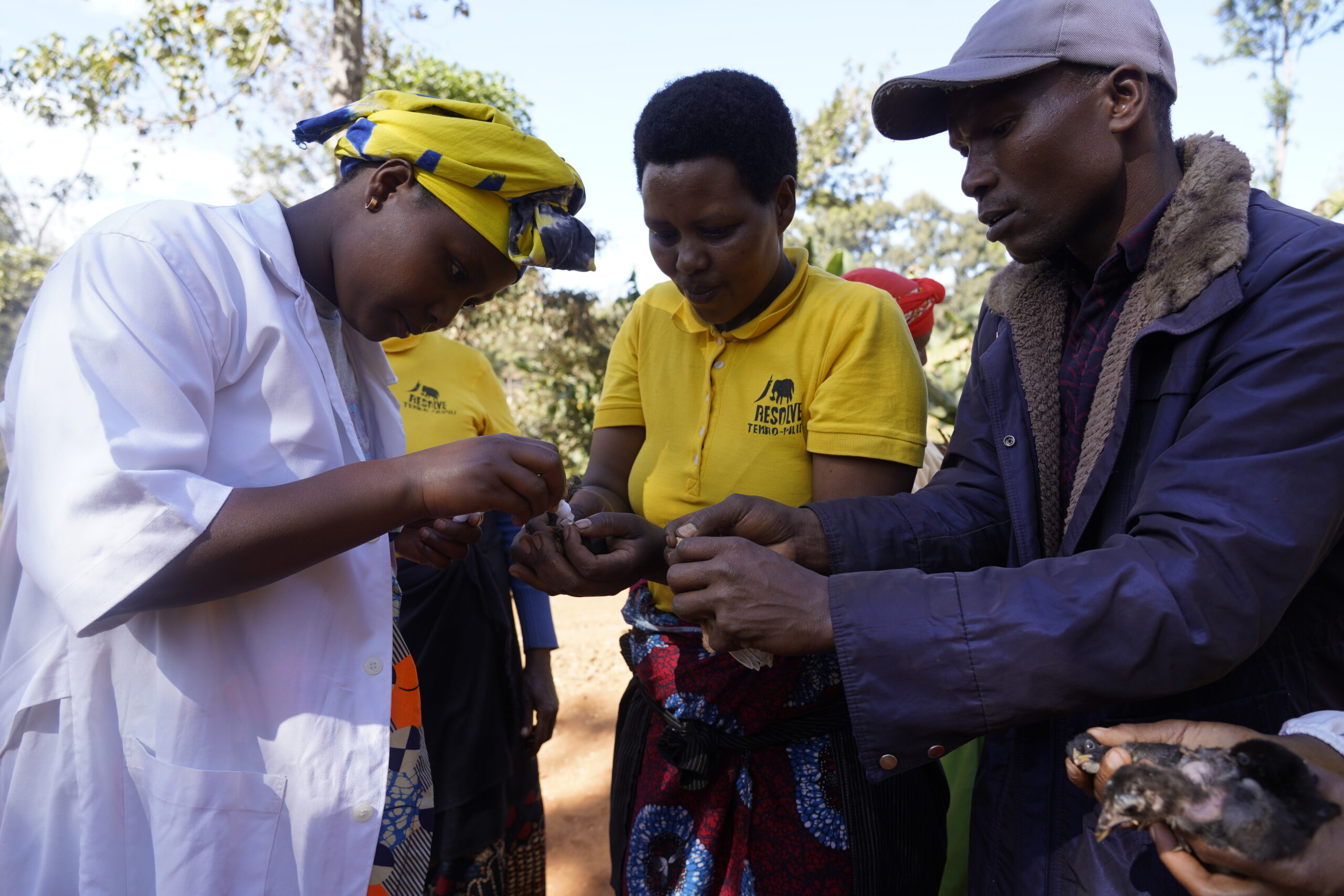 Farmers practice to vaccinate chicken in Ngorongoro